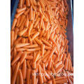 HIGH QUALITY WATER WASHED FRESH CARROT